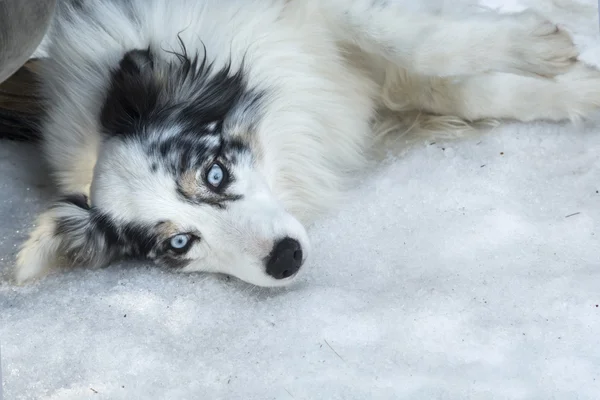 Husky-Porträt auf dem Boden — Stockfoto