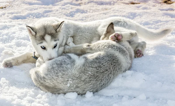 Dos perros husky siberianos jugando al aire libre —  Fotos de Stock