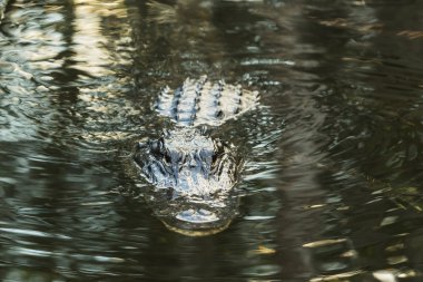 American alligator in the Florida Everglades.  clipart