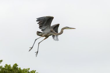 Gri balıkçıl (Ardea cinerea) uçuşta