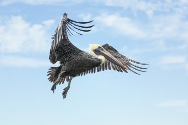 Brown Pelican flying against the blue sky. clipart