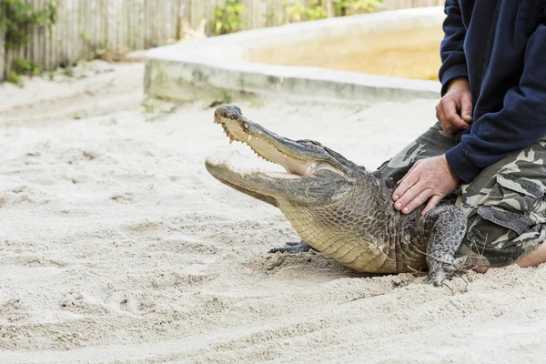 Person performing a stunt with alligator — Stock Photo, Image