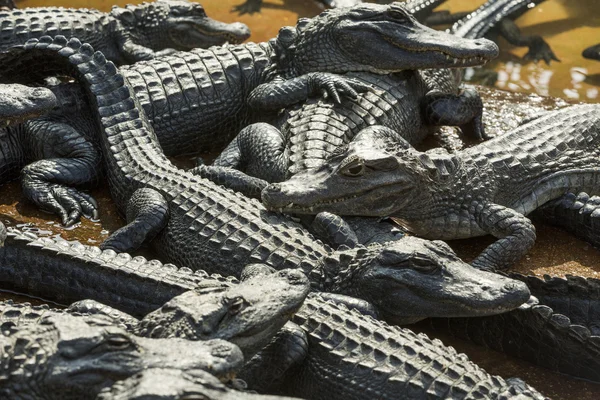 Aligators breeding farm in the Florida Everglades. — Stock Photo, Image