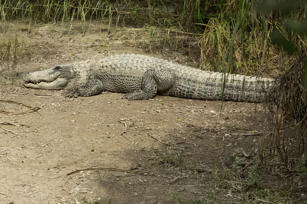 Alligator basking in the sun  in the Florida Everglades — Stock Photo, Image