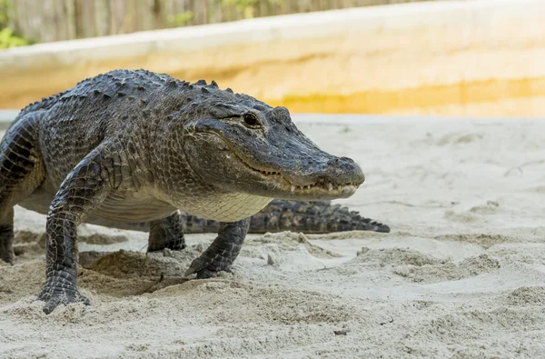 Alligator basking in the sun  in the Florida Everglades — Stock Photo, Image