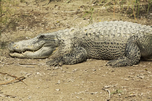 Alligator basking in the sun  in the Florida Everglades — Stock Photo, Image