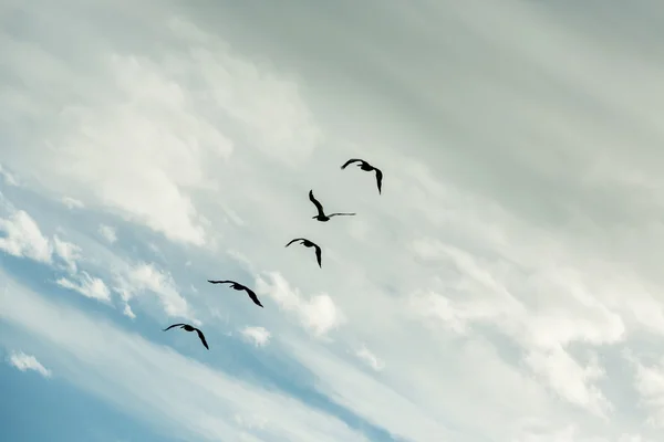 Pelicano marrom voando contra o céu azul . — Fotografia de Stock