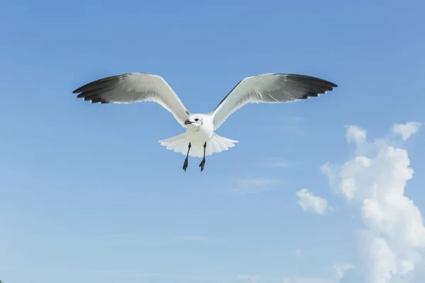 白色的海鸥飞在淡蓝色的背景上，专注于喙 — 图库照片