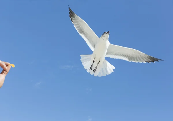 Gaivota branca voadora em um fundo azul pálido, foque no bico — Fotografia de Stock