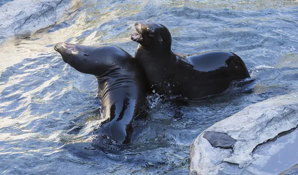 Two dark Seals on rocks with sunset — Stock Photo, Image