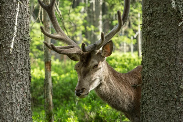 Retrato de majestoso veado adulto poderoso entre as árvores em uma floresta em Sumava — Fotografia de Stock