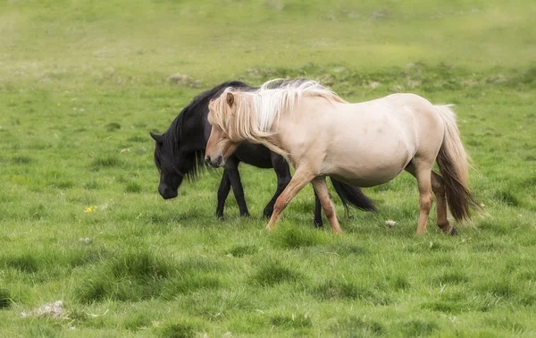 Amor a caballo, blanco y negro — Foto de Stock