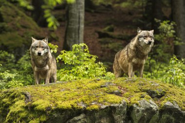 Avrupa kurt, Europaeischer kurt, Canis lupus, kurt, Çek Cumhuriyeti
