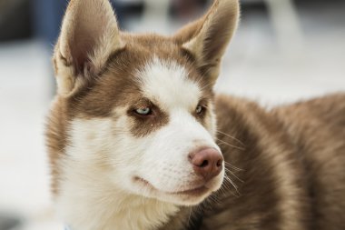 Siberian dış yapraklar kızak köpeği portresi