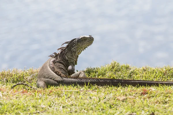 Iguana no prado. Vista por trás . — Fotografia de Stock