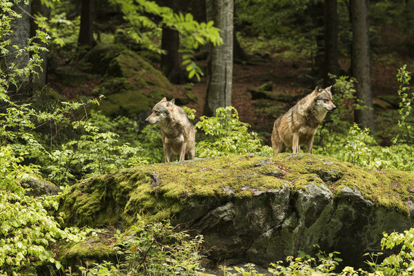 European wolf, Europaeischer Wolf, Canis lupus, wolf, CZECH REPUBLIC
