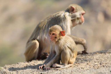 Rajasthan, Jaipur, Hindistan maymunlar Galata içinde alınan