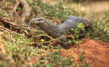 Bengal ormanlarında monitör kertenkele. Varanus bengalensis