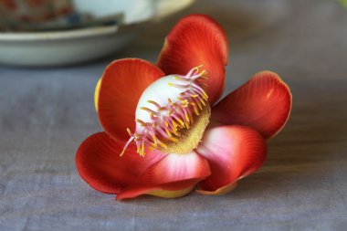 Sadece Lord Shiva için topu topu çiçek