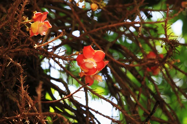 Flor de bola de canhão apenas para Lord Shiva — Fotografia de Stock