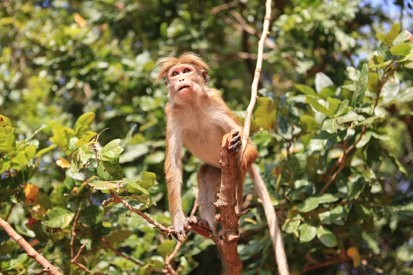 Macacos na natureza viva. País do Sri Lanka — Fotografia de Stock