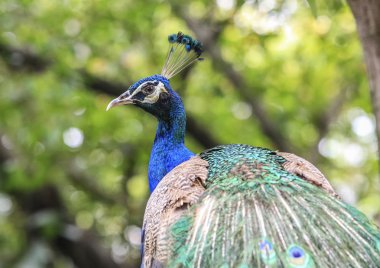 Muhteşem tavus kuşu (Pavo cristatus dışarı eşarplı)