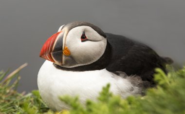 renkli puffins kaya - İzlanda.