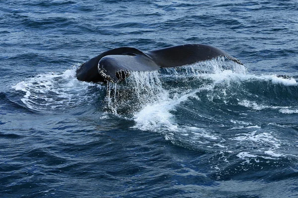Baleias Humpaback a jogar. Islândia — Fotografia de Stock