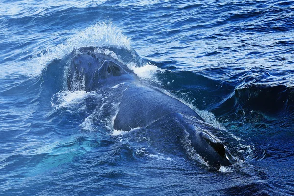 Humpaback Whales Playing. Paesi Bassi — Foto Stock