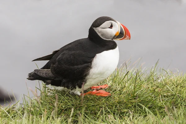 Puffins coloridos na rocha - Islândia . — Fotografia de Stock