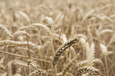 Çavdar tarlasında olgun kulaklar