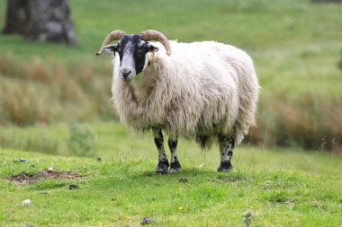 çayır üzerinde ram