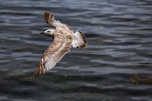 海鸥在水面上飞翔 — 图库照片
