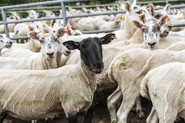 Nyírt gyapjú a juhok a réten — Stock Fotó