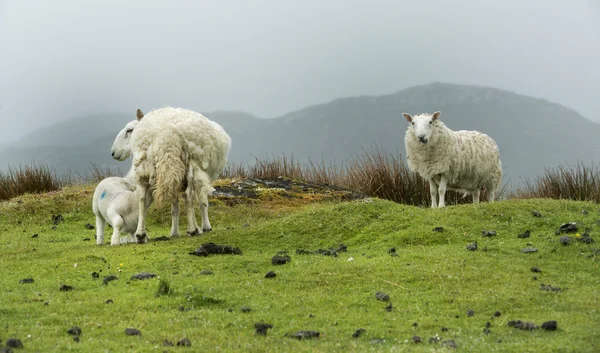 Schafsfamilie auf der Wiese — Stockfoto