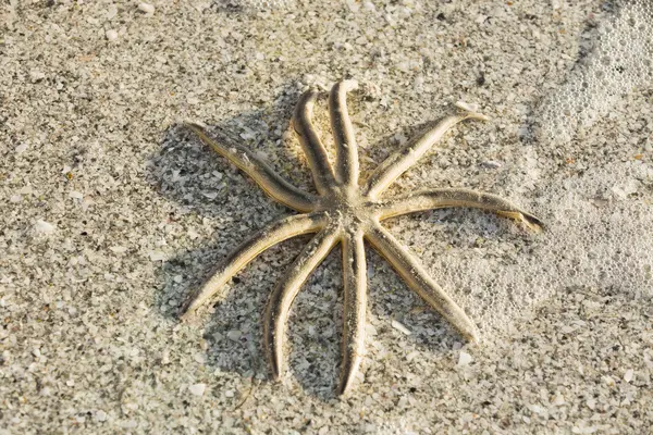 Estrella de mar en la playa —  Fotos de Stock