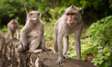 Yükseltilmiş platformda poz veren maymunlar