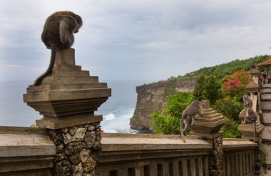 Uçurumun kenarındaki maymunlar