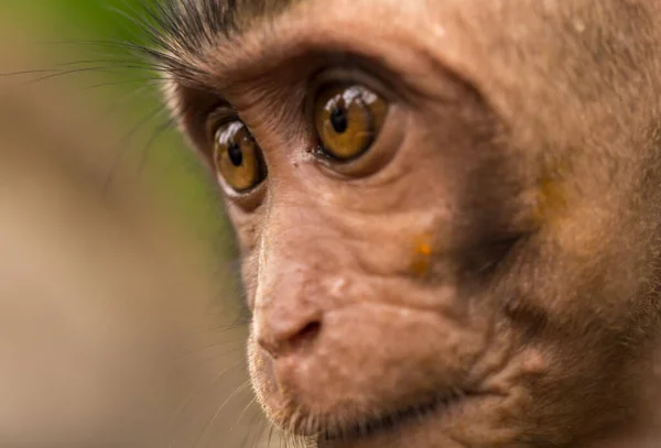 Macaco joven asustado primer plano —  Fotos de Stock