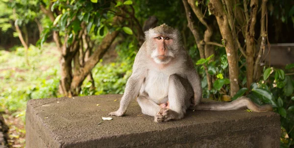 Mono sentado en un estrado —  Fotos de Stock