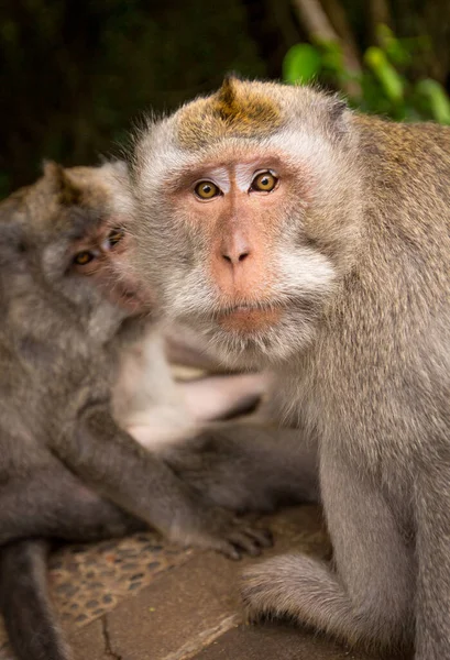 Dos monos, uno interesado en una cámara —  Fotos de Stock