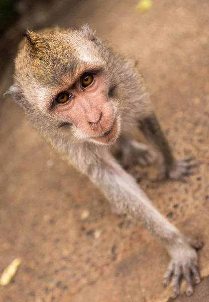 Mono va en cámara —  Fotos de Stock