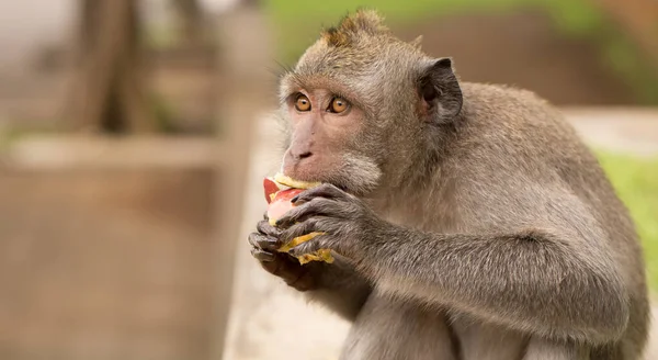 Mono come una manzana —  Fotos de Stock