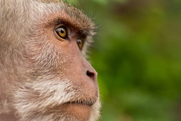 Primer plano de un mono adulto —  Fotos de Stock