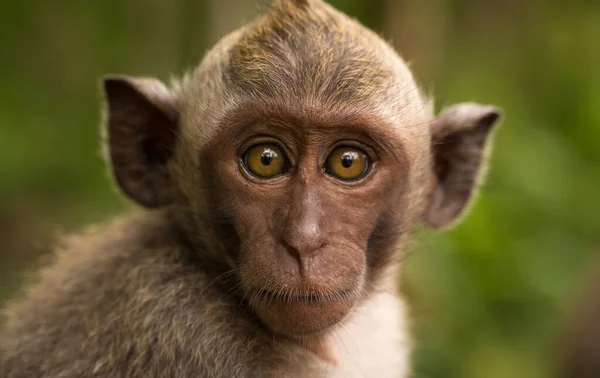 Primer plano macaco joven —  Fotos de Stock