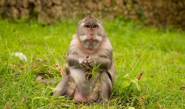 Mono buscando comida —  Fotos de Stock