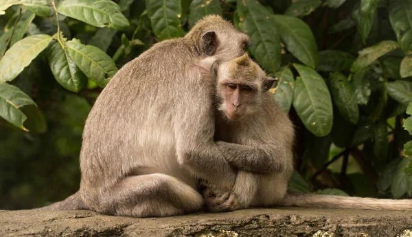 Abrazos de dos monos —  Fotos de Stock