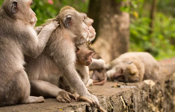 Familia numerosa de monos —  Fotos de Stock