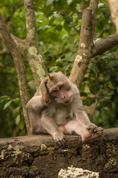 Mono sentado solo —  Fotos de Stock