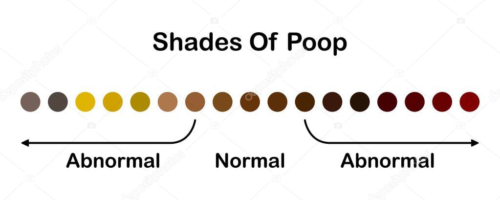 Human feces color. Shades color of poop. Normal and abnormal value scale. Healthy concept. Vector